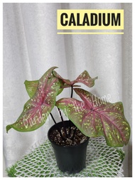 Caladium Plant