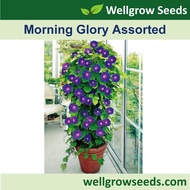 Morning Glory Assorted Flower Seeds Wellgrow Seeds