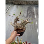 ( packing aman ) bonsai bougenville bonggol besar