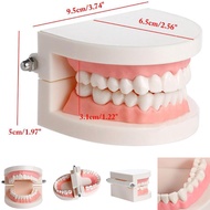 เครื่องมือทันตกรรมเครื่องมือทันตกรรมฟันปลอมแบบจำลองฟันแบบมาตรฐานการสอนทันตแพทย์เครื่องมือทันตกรรม