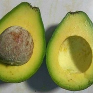 Anak Pokok Avocado Mentega (1 pokok)