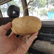 Sayur Buah Sengkuang cina