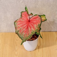 耀斑彩葉芋 日式塑陶盆 室內植物 觀葉植物 禮物 盆栽 辦公室小物
