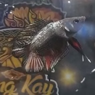 Terbaru Ikan Cupang Avatar Cooper Gold Dtpk Tbk