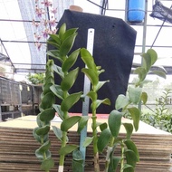 paket anggrek Dendrobium tjandrawati plus no ID dewasa