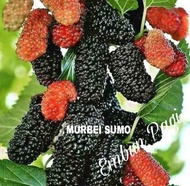 KWALITAS TERBAIK Terlaris Bibit buah Murbei sumo VIRAAAALL
