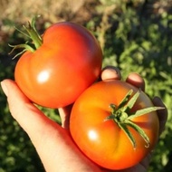 15 Biji - Benih tomat buah BARETO F1 - Tomat jumbo untuk ukuran tomat buah - Moezza SeedsMart