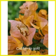 ▼ ❃ ❍ SALE!!! ROOTED RARE BOUGAINVILLEA