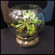 [SG 🇸🇬Store] Venus fly trap insect eating / carnivorous plant terrarium