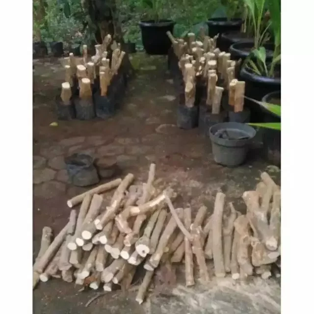 Batang Bonggol Stek Bunga Bougenville Untuk Bonsai Bougenville