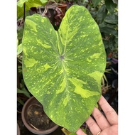 Colocasia Lime Gecko