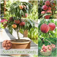 ปลูกง่าย เมล็ดสด100% เมล็ดพันธุ์ ลูกพีช บรรจุ 5เมล็ด Sweet Peach Tree Seed Fruit Seeds for Planting เมล็ดพีช บอนสี เมล็ดผลไม้ ต้นไม้ผลกินได้ เมล็ดพันธุ์ผัก พันธุ์ไม้ผล บอนไซ ต้นบอนสี เมล็ดบอนสี ต้นผลไม้ ต้นไม้แคระ ผลไม้อร่อย เมล็ดดอกไม้ Potted Plants