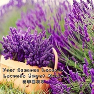 Ready Stock Flower Seed Lavender Biji Bernih Bunga Lavender花种子薰衣草