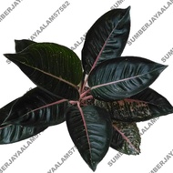 Aglaonema BlackRed Sumatra (Indukan)