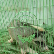 musang pandan platinum mozaik betina
