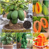 10pcs Bonsai Papaya Seeds for Planting Vegetable Plants Fresh Fruit Seeds Red Lady Dwarf Hybrid Papa