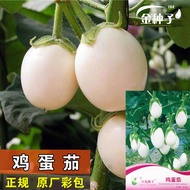 Eggplant Seeds White Eggplant Seeds White Eggplant Seeds White Eggplant Seeds Vegetable Seeds Vegeta