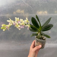 [ Fragrant ] Phalaenopsis japonica (Sedirea japonica) | Species | Miniature Orchid | 名护兰