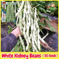 เมล็ดพันธุ์ ถั่วแขก สีขาว F1 ถั่วพุ่ม (White Bush Bean Seeds) บรรจุ 30 เมล็ด Kidney Beans Organic Vegetable Seeds for Planting เมล็ดพันธุ์ผัก เมล็ดพันธุ์แท้ OP ผักสวนครัว ผักออร์แกนิก พันธุ์ผัก เมล็ดผัก เมล็ดพันธุ์พืช ปลูกได้ตลอดปี ปลูกง่าย ปลูกได้ทั่วไทย