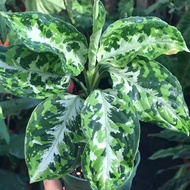 AGLONEMA PICTUM TRICOLOR