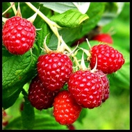 Benih Raspberry / Bibit Berry Merah / Bibit Buah Arbei