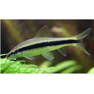 Siamese Algae Eater SAE Fish  Black Line Flying Fox 黑线飞狐