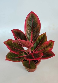 promo!!! aglonema kanza remaja lokal cantik