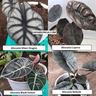 A㊚EY BUNGA ALOCASIA DRAGON SKIN, CUPREA, BLACK VELVET, NEBULA U»NS