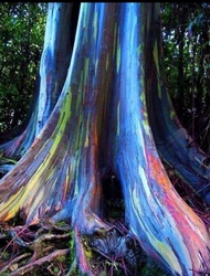 #ยูคาลิปตัสสีรุ้ง สูง 70-80 ซม (จัดส่ง 17 ต้น ตกต้นล่ะ 58 บาท)