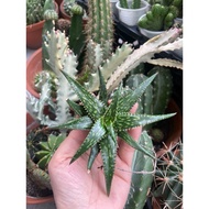 GREEN CACTUS (4CM TREE