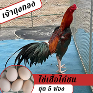 ไข่เชื้อไก่ชน ชุด 5 ฟอง สำหรับฟัก