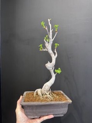 日本🇯🇵 乳銀杏（垂乳銀杏）Ginkgo Biloba 'Chichi' ｜植物 盆景 盆栽 bonsai 楓葉 塊根 多肉植物