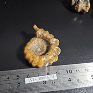 Ammonite MADAGASCAR HQ Original Natural Stone