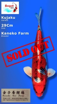 Code Ikan Koi Kujaku Import Kaneko Farm Size 29Cm (Sertifikat Kaneko