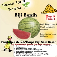 Benih Tembikai Tanpa Biji 5pcs Merah Seedless Watermelon seed red biji benih tembikai boci kuning  无