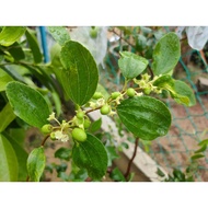 pokok bidara epal buah besar