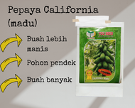 Benih pepaya california madu 1 gram pepaya madu dari you seed
