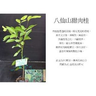 心栽花坊-八仙山甜肉桂/香料/香草/藥用售價120特價100