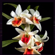 Orchid Live Plant Dendrobium Dawn Maree Orkid Matang Telur Masin