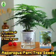 2 Seeds/pack Asparagus Fern Tree Seeds for Sale Bonsai Asparagus Fern Tree Seeds for Planting Flower
