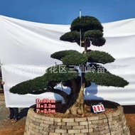 Hunan Arhat Pine 615 Arhat Pine 12/10/Supply Arhat Pine/cm Price Discount Sapling/8 NYKT