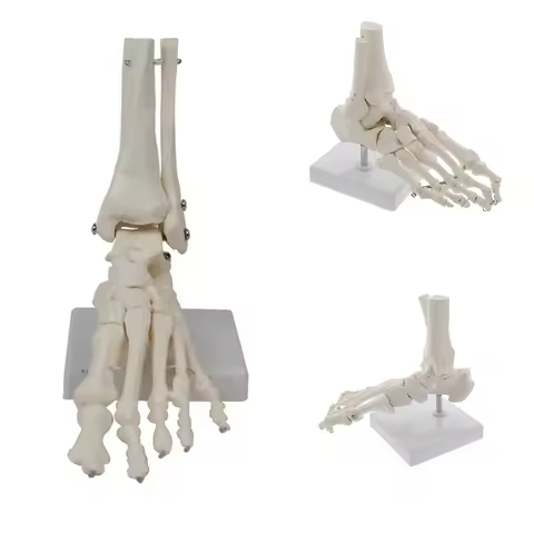 1:1 Big Medical Human Skeleton Foot Bones Anatomy Model Foot and Ankle With Shank Bone Anatomical Mo