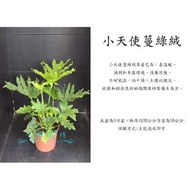 心栽花坊-小天使蔓綠絨/5吋盆/觀葉植物/室內植物/售價180特價150
