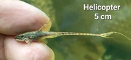 Helicopter Whiptail Pleco Fish/ Bristlenose Pleco / Bandaraya/ 异形鱼