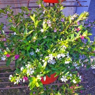 Paket 3 Pot Tanaman Bunga Hidup Taiwan Beauty Cuphea Hyssopifolia Tanaman Outdoor tanaman hias bunga