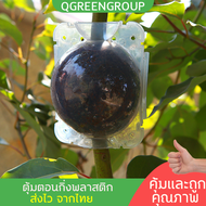 รุ่นใหมพร้อมส่ง  ตุ้มตอนกิ่ง(เกรดA) ตุ้มตอนกิ่งพลาสติก ลูกบอลตอนกิ่ง ขยายพันธุ์พืช ตอนกิ่ง ตอนต้นไม้ ตอนกิ่งไม้