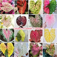 100PCS Caladium Seeds Mixed Variety Plants Mixed Colors for Planting Flower Seed Balcony Decoration Home Garden Decoration Air Purifying Plants Real Live Plants Ornamental Flowers Indoor and Outdoor Potted Plants for Sale Bonsai Seeds Fast Grow