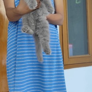 Kitten Persia Betina Mix BSH