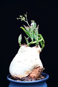 (#350) 納米比亞葡萄甕	Cyphostemma Bainesii / 塊根植物 Caudex / 另售象牙宮、龜甲龍、索馬里葡萄甕、念珠橄欖