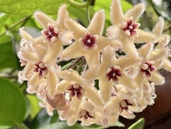 Hoya Buotii 波特毬蘭